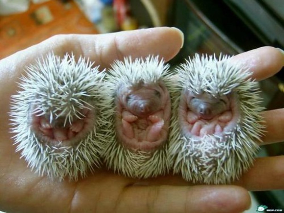 types-of-hedgehogs-kept-as-pets