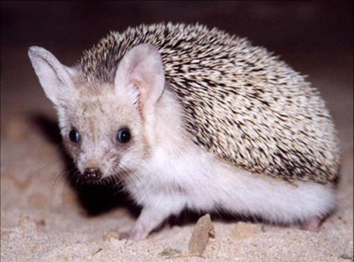Types of Hedgehogs Kept as Pets - PetHelpful