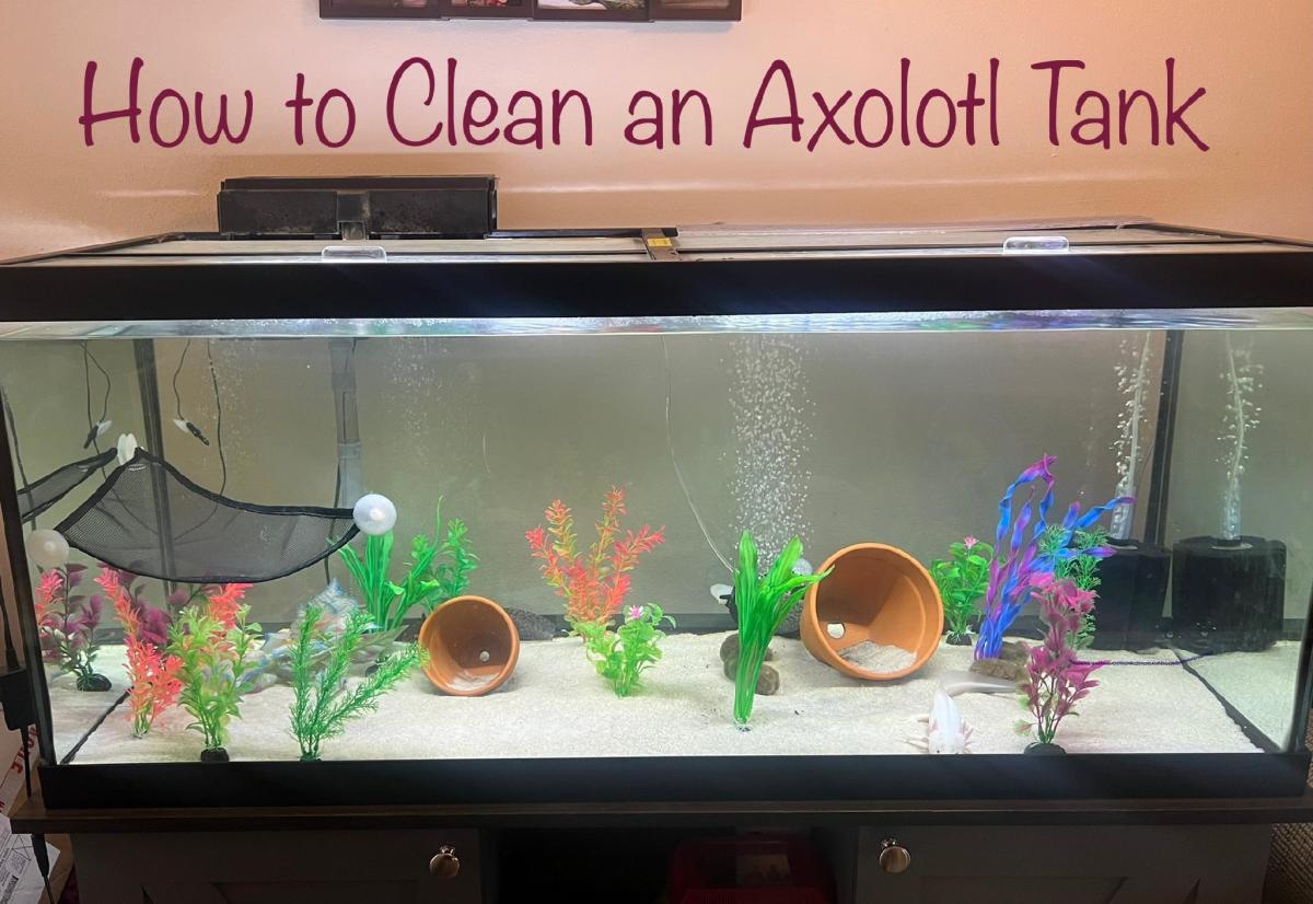 How to Clean an Axolotl Tank (The Easy Way)