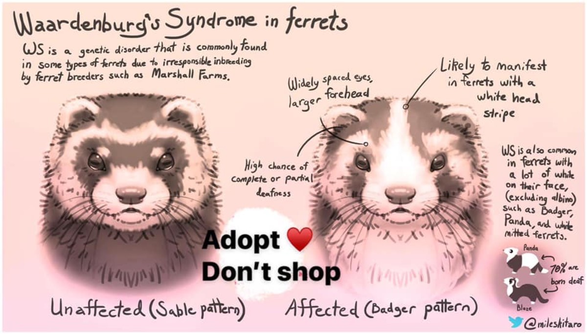 what-you-need-to-know-about-waardenburg-syndrome-in-ferrets