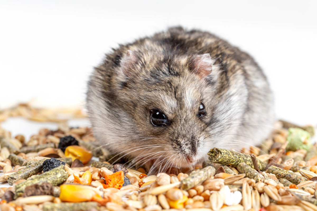 The Best Diet for Hamsters as Recommended by Experts