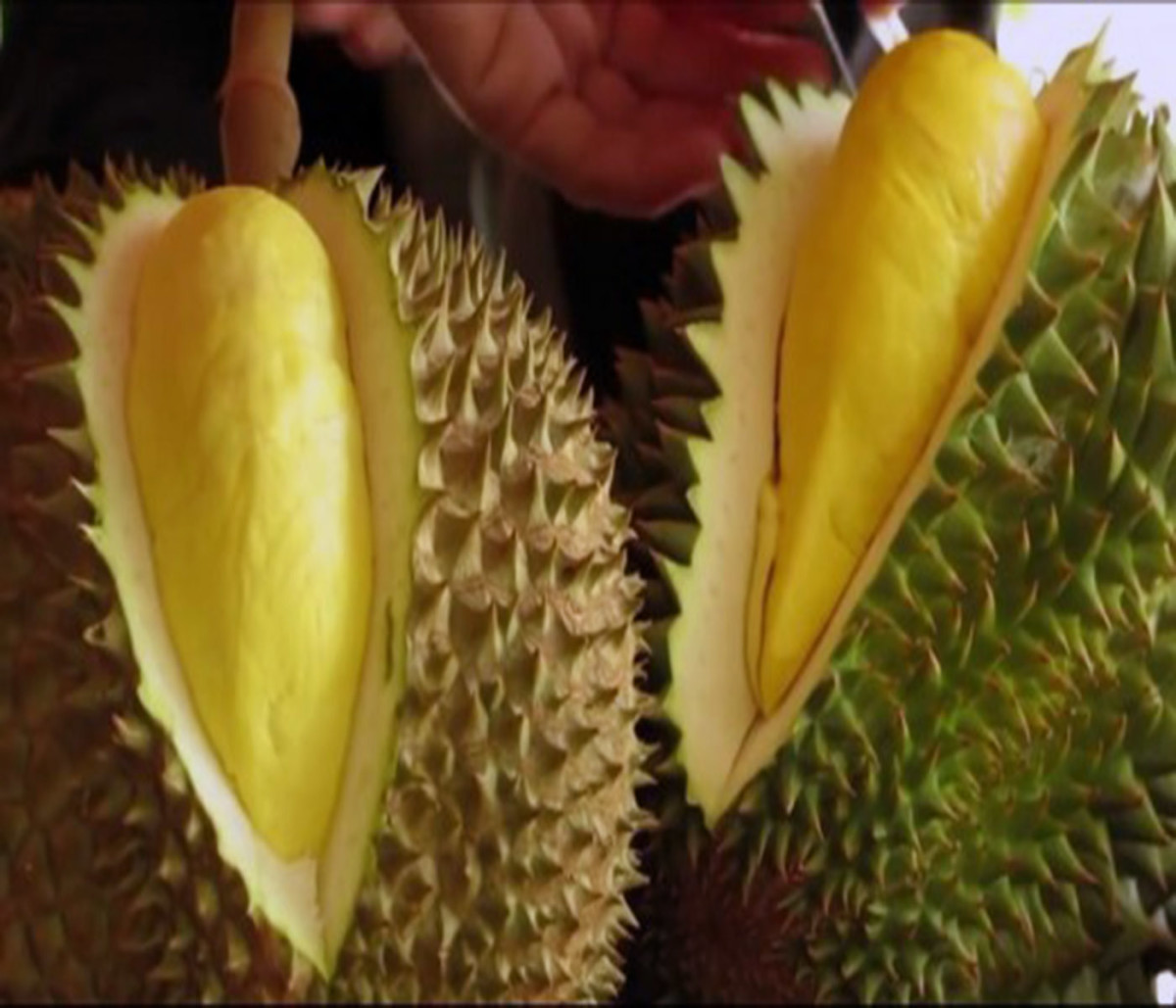 Durian fruit, known as the king of tropical fruits in southeast Asia.