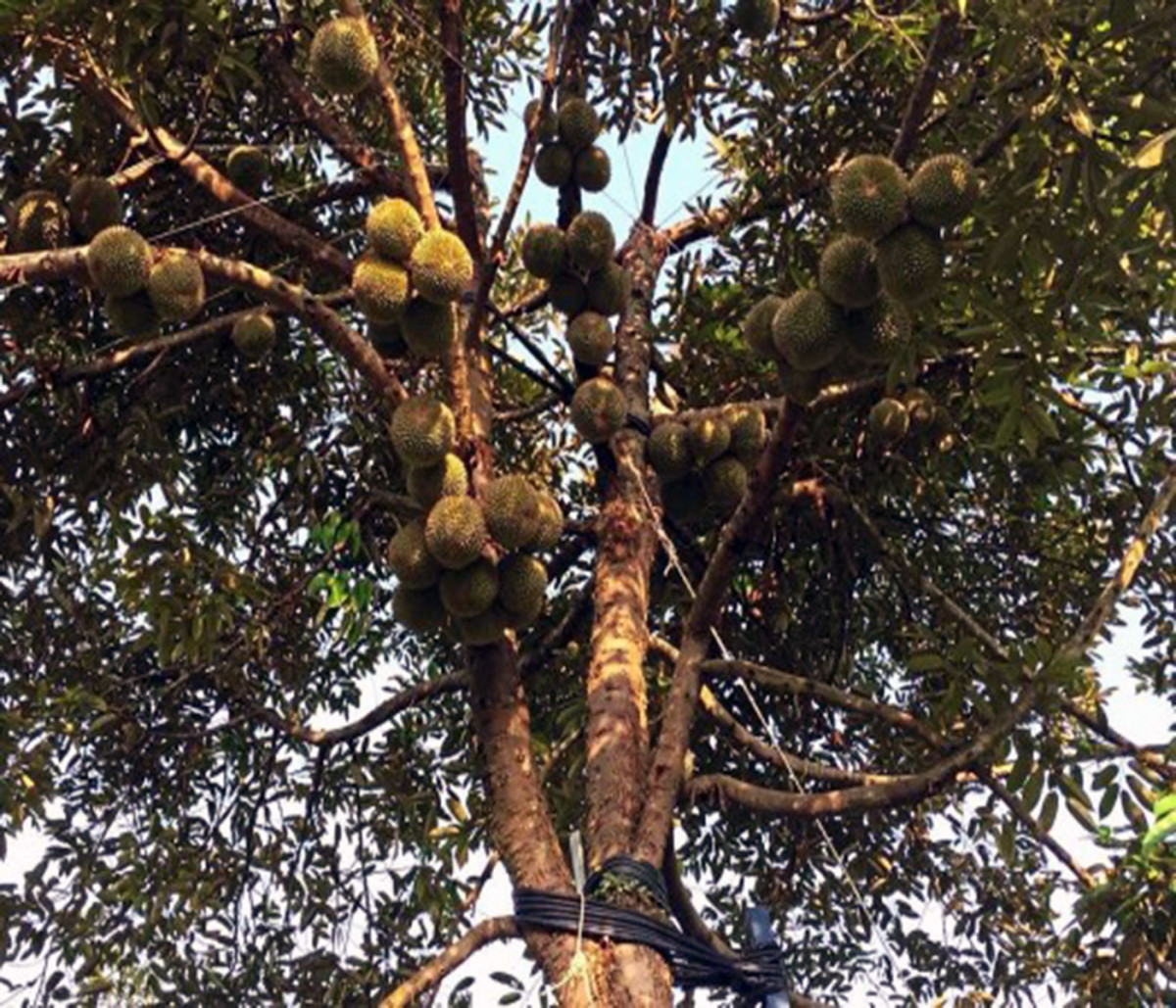 A picture of Durian Tree