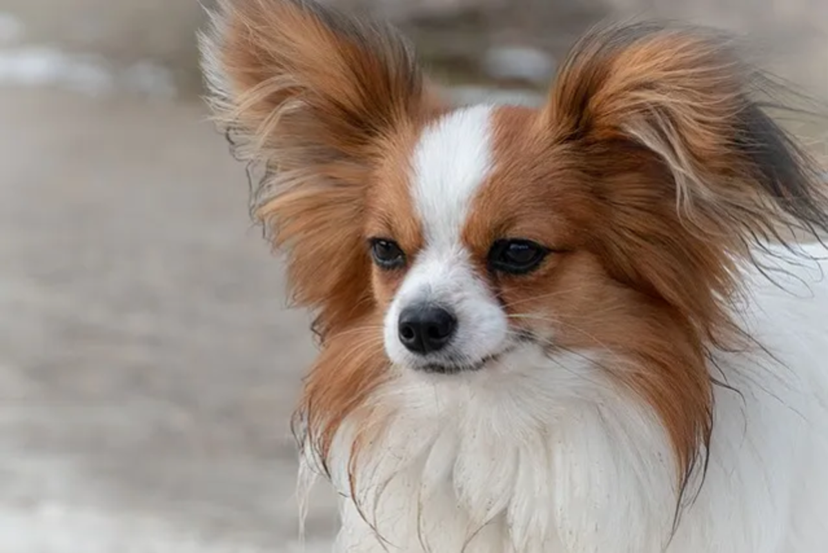 21 Dogs With Long Ears: Photos, Statistics, and More - PetHelpful