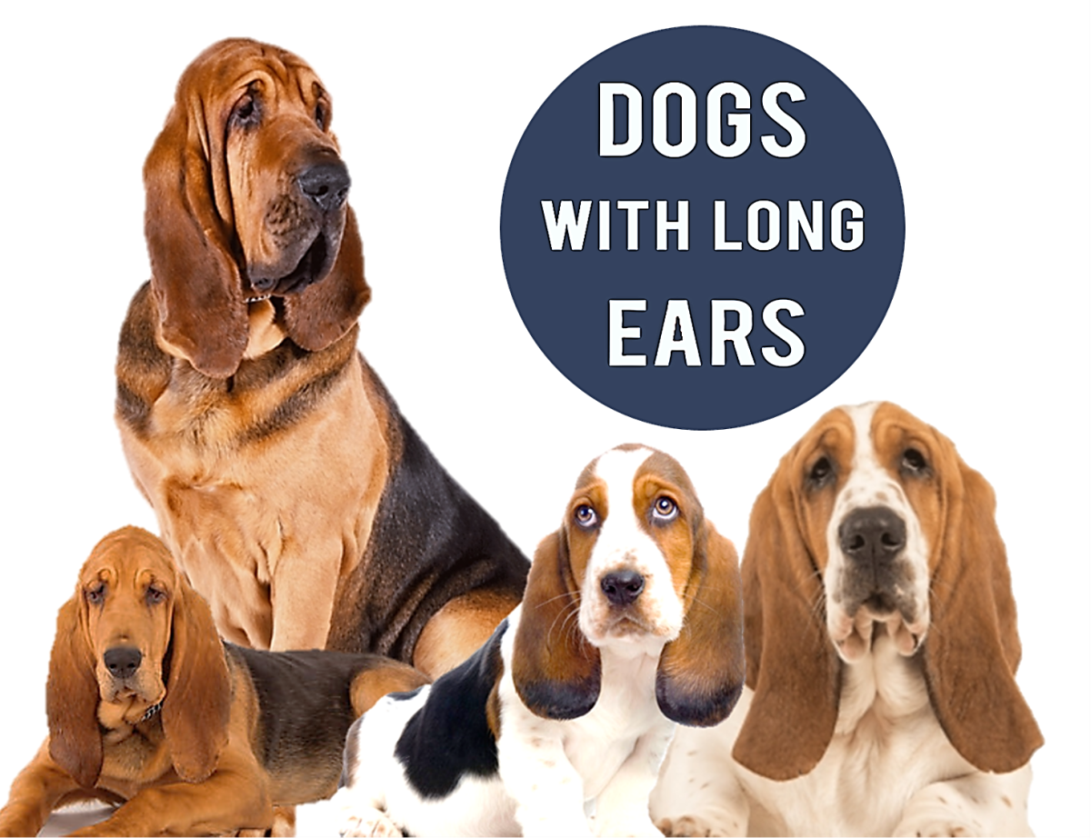 Dogs With Long Ears