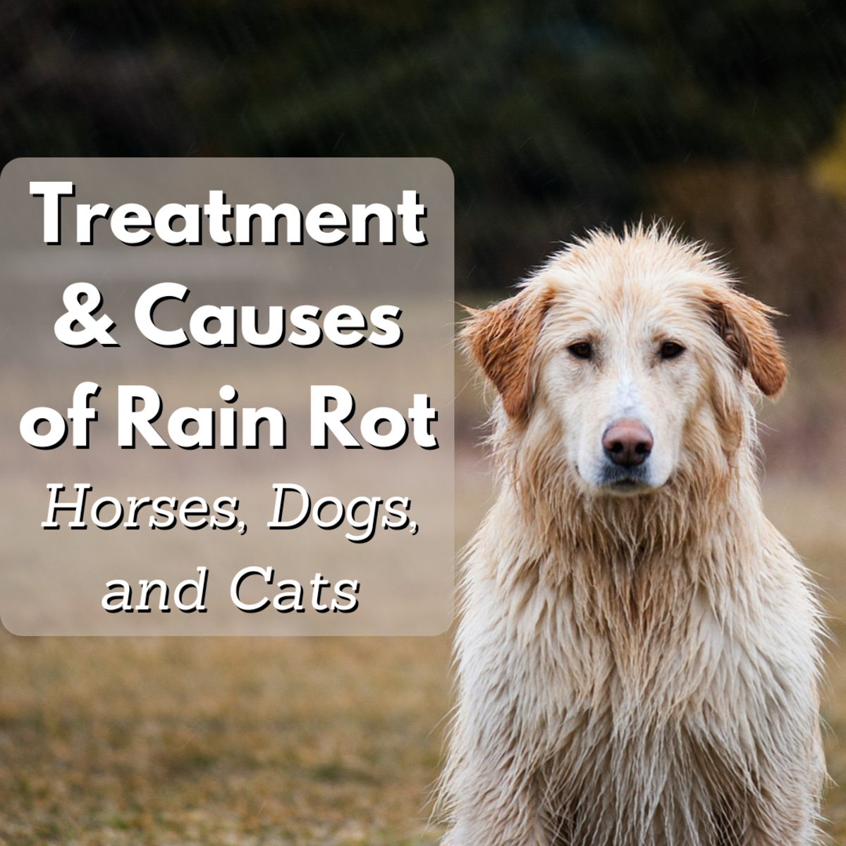 Treatment and Causes of Rain Rot in Horses, Dogs, and Cats