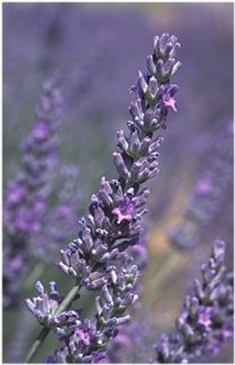 Use Vodka and Lavender as a Mosquito Insect Repellent Spray When Gardening or Outdoor Sports