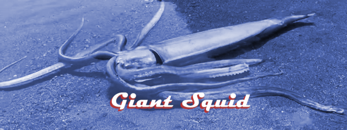The giant squid was once thought to be responsible for ships lost at sea.
