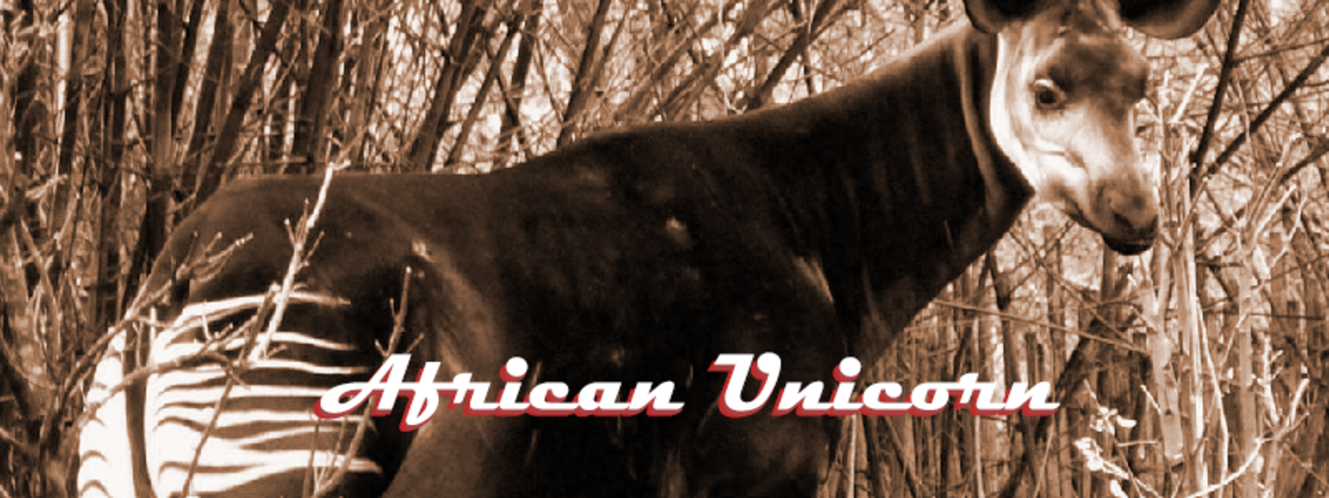 The African Unicorn is a friendly but mysterious creature.