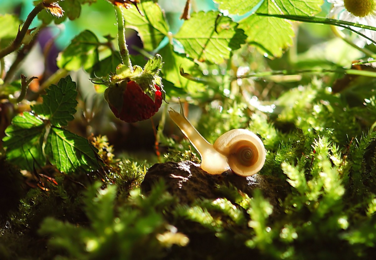 Snails decimate your plants 