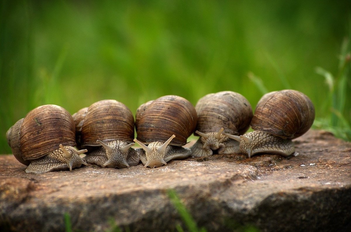 How to Deal With Snails and Slugs in the Garden Naturally and Safely
