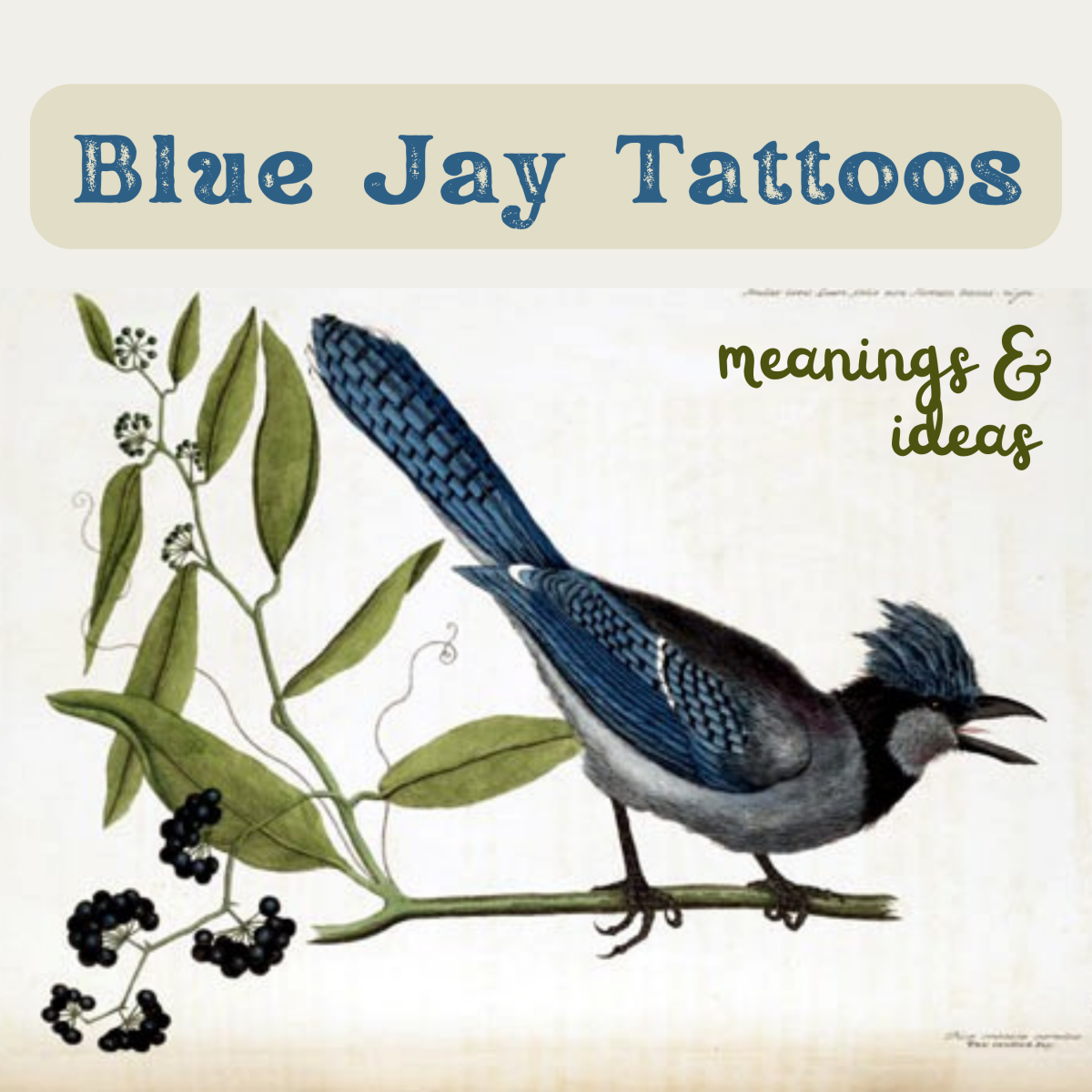 Blue Jay Tattoo Meanings & Designs