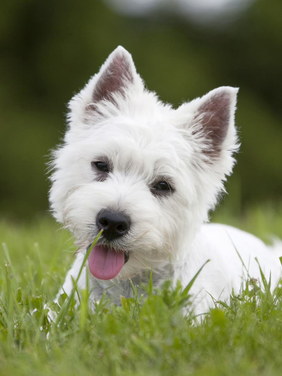 Facts About Westies