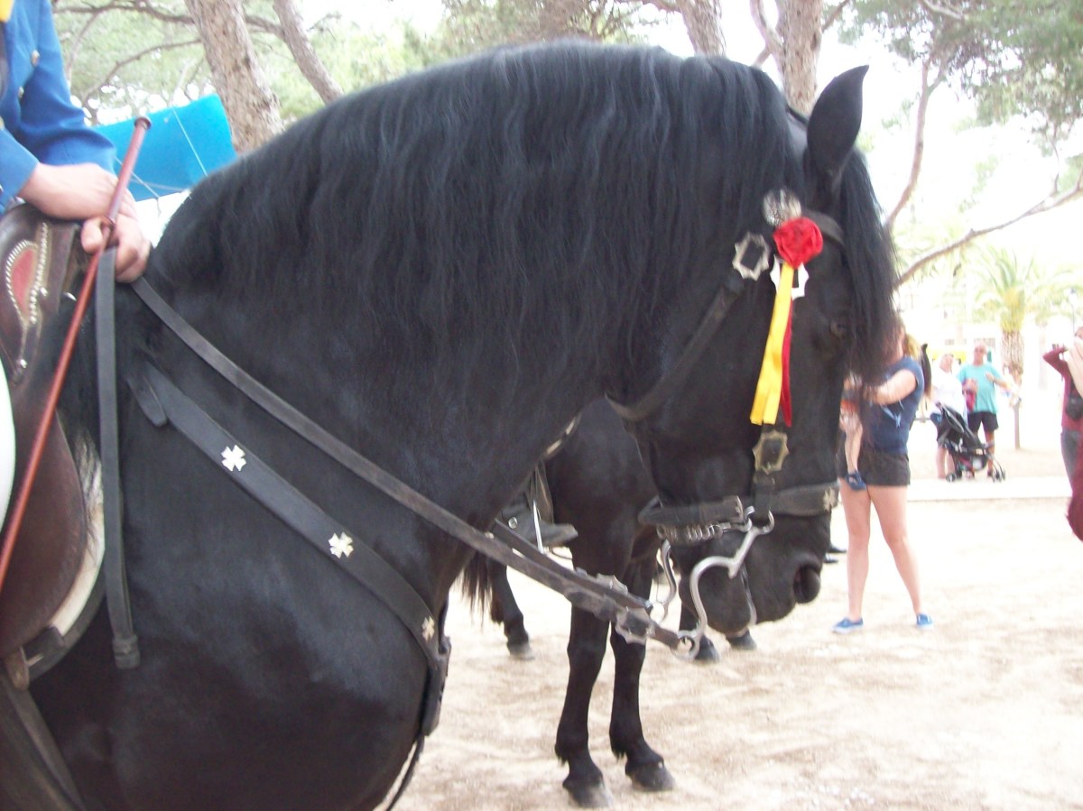 Menorquin Horses, Minorca