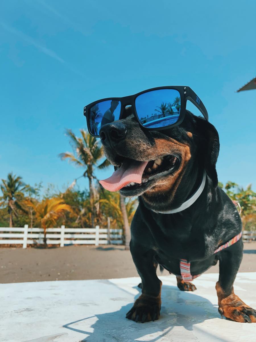 Keep Your Dog Safe and Happy All Summer Long