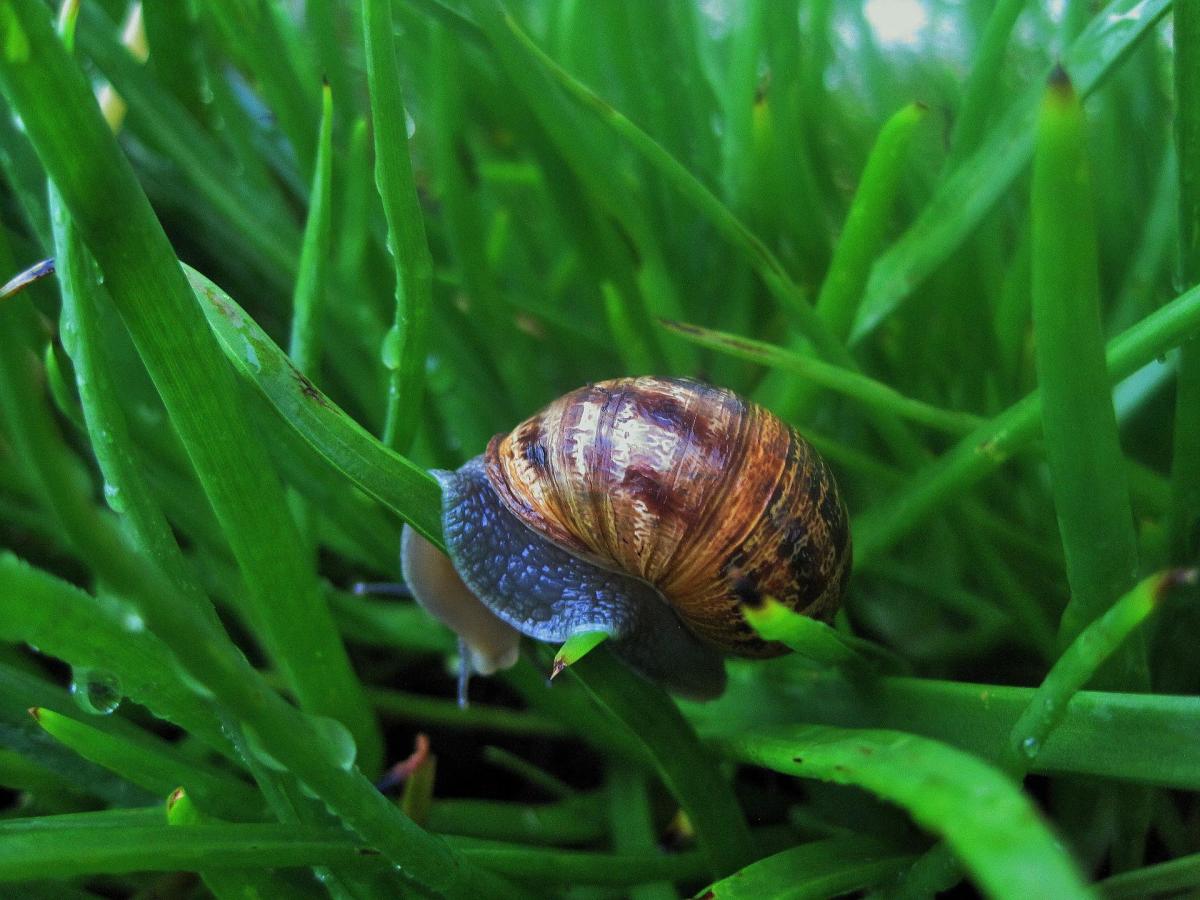 A snail snacking on a valuable trap crop, Bulbinella