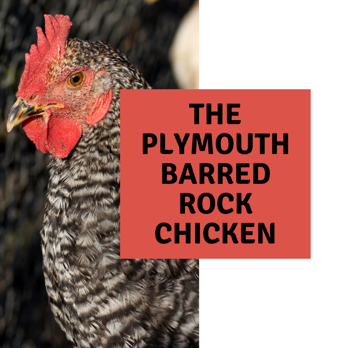 The Plymouth Barred Rock Chicken