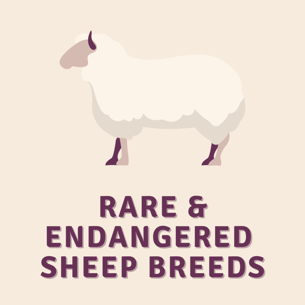 A list of rare and endangered sheep breeds