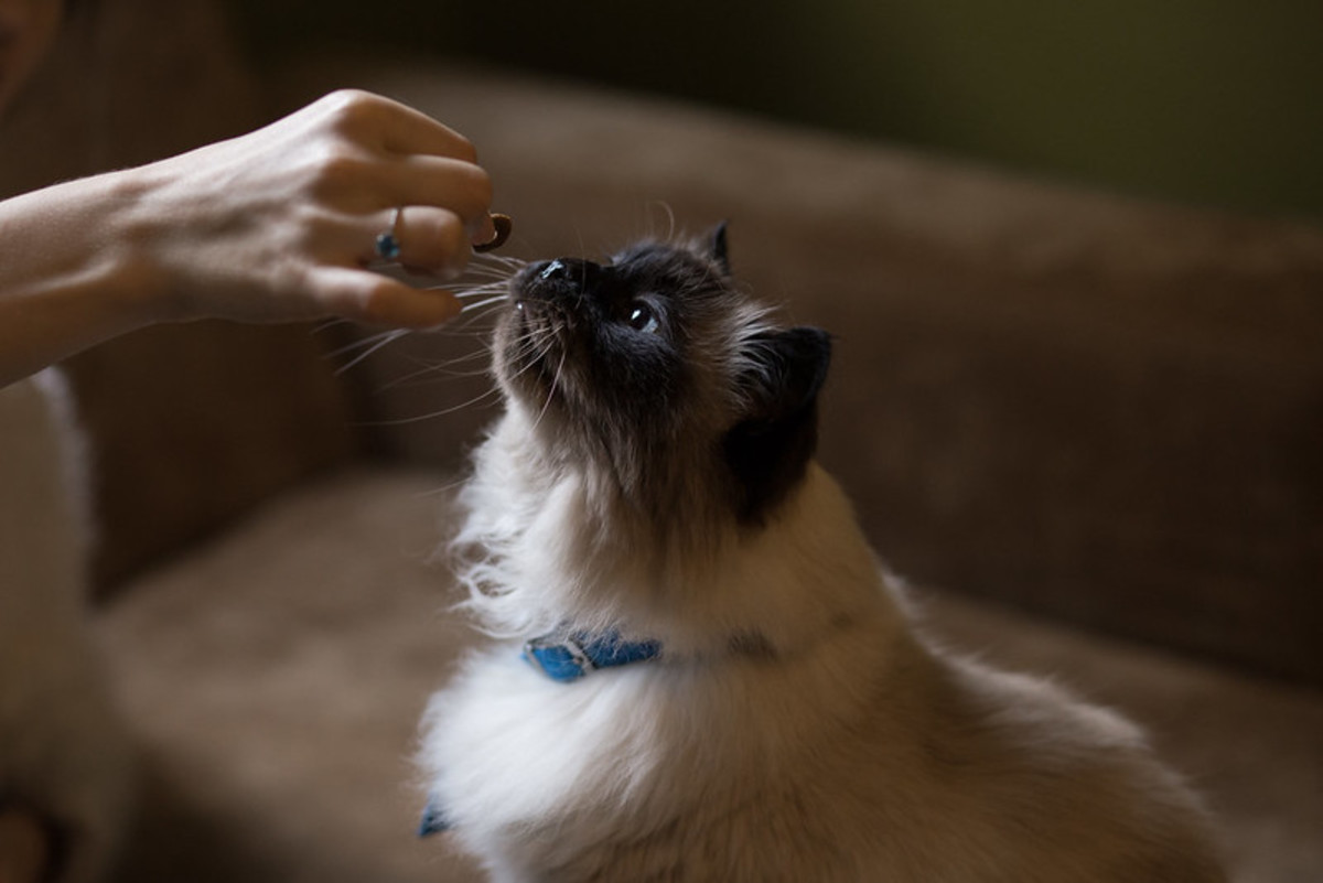 Cat dental treats were designed to help reduce plaque and have been proven to help.