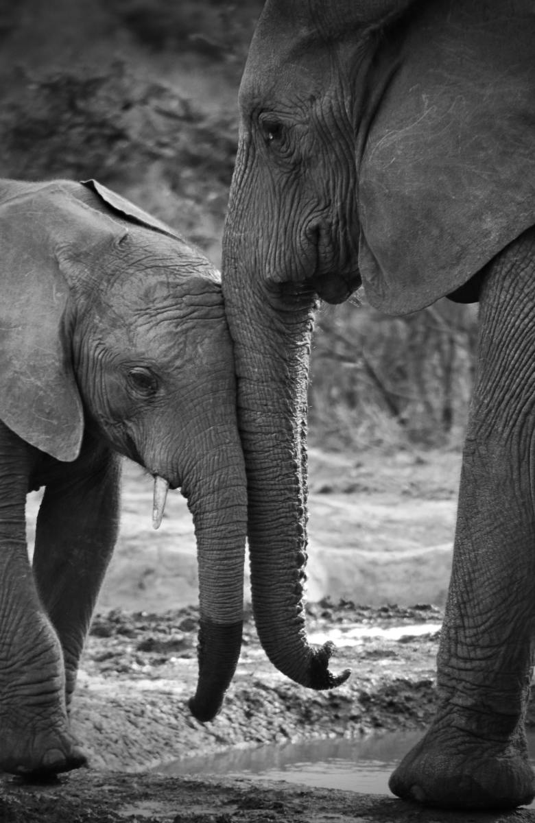 elephant-names