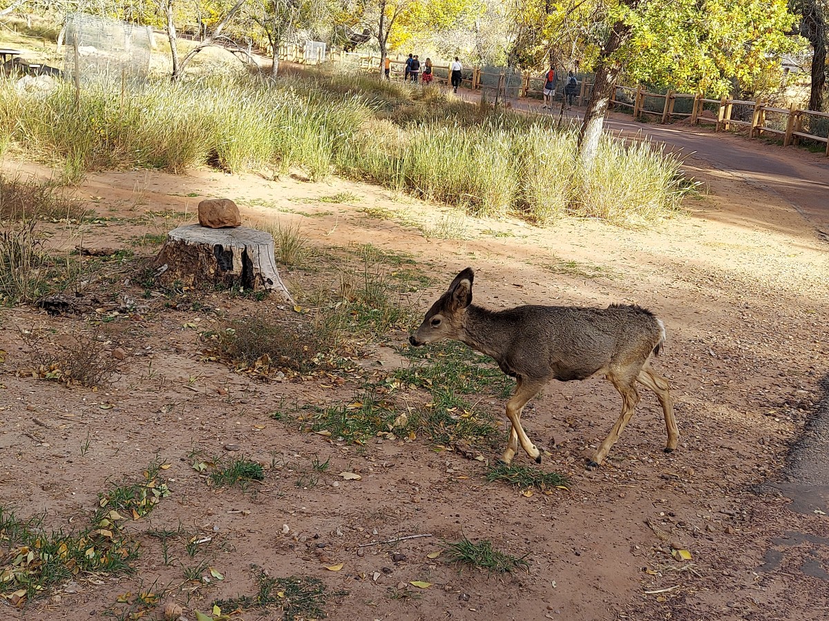 Mule Deer fawn at Zion