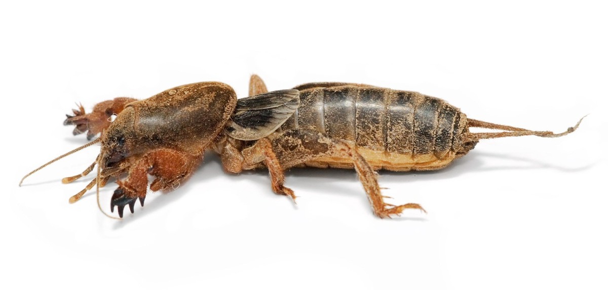 A typical mole cricket