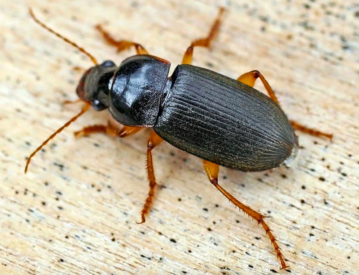 A typical ground beetle, family Carabidae