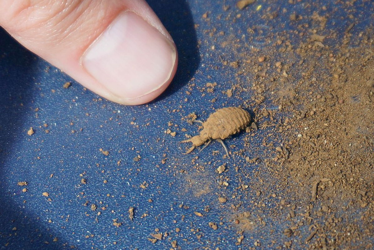 An antlion, removed from its sand trap