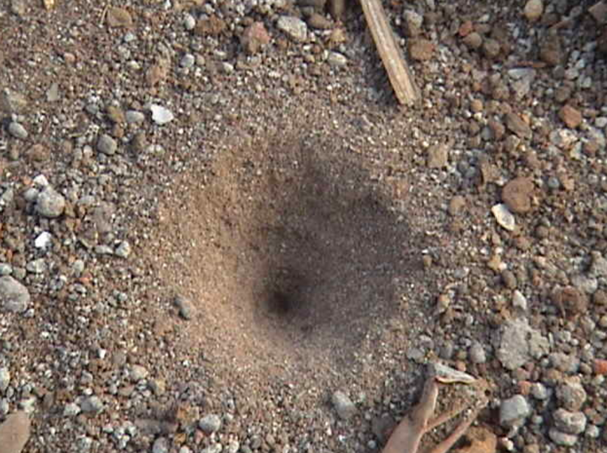 Lawn Insect Identification Guide (With Photos) HubPages