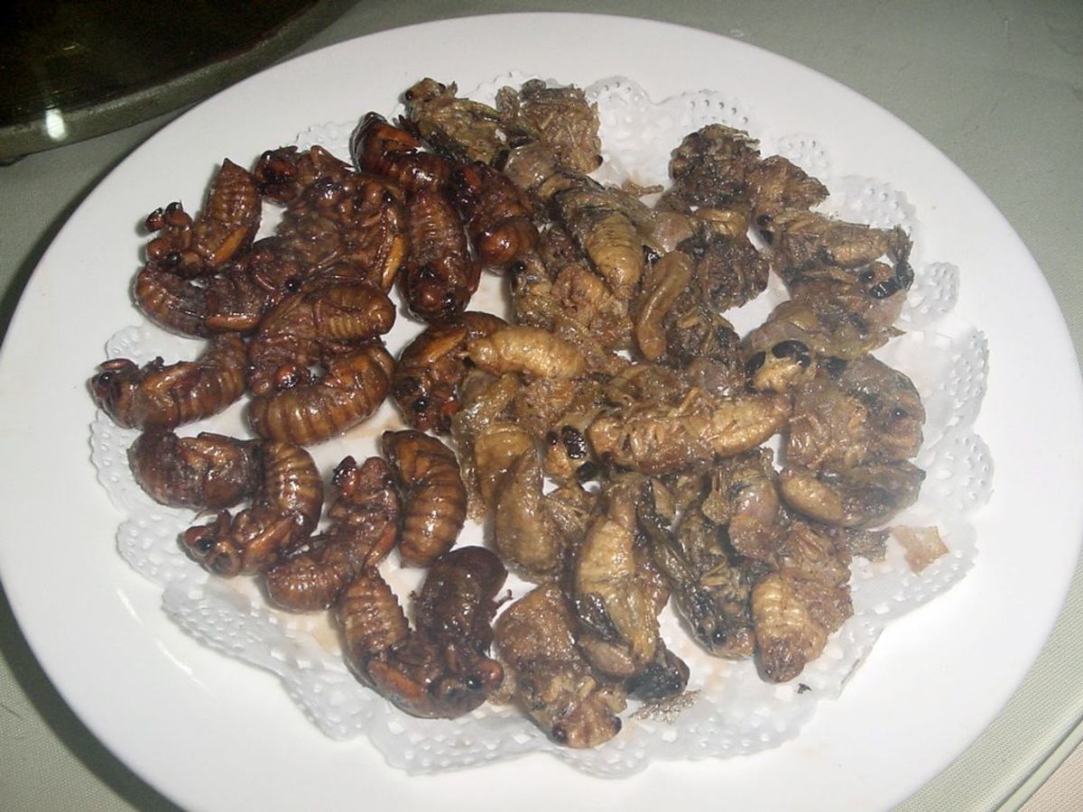 Deep-fried cicada nymphs!