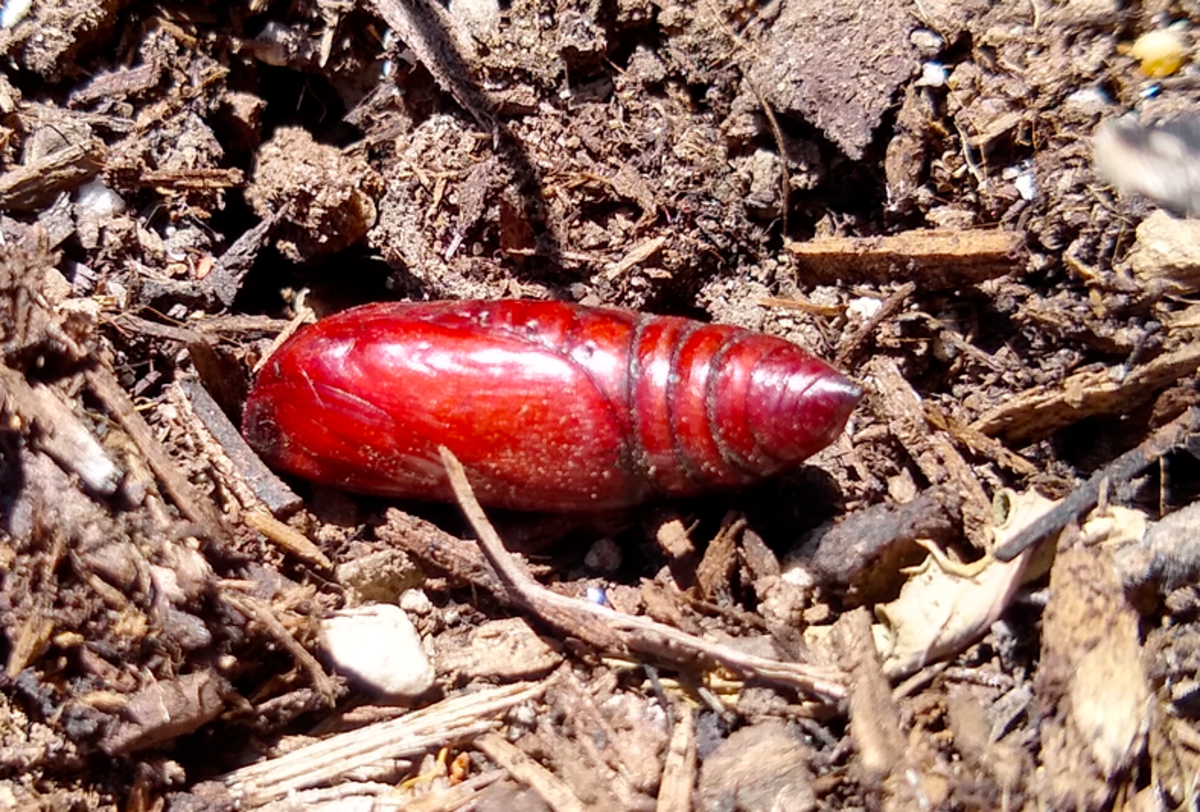 Live moth pupae are often found in dirt.
