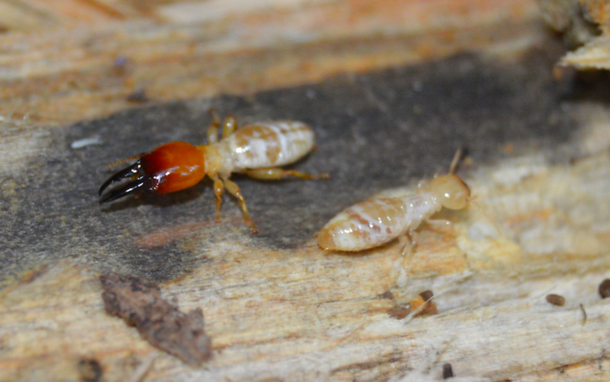 Dampwood termites
