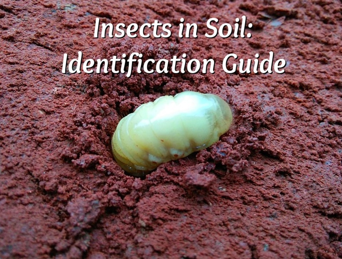 insects-in-soil