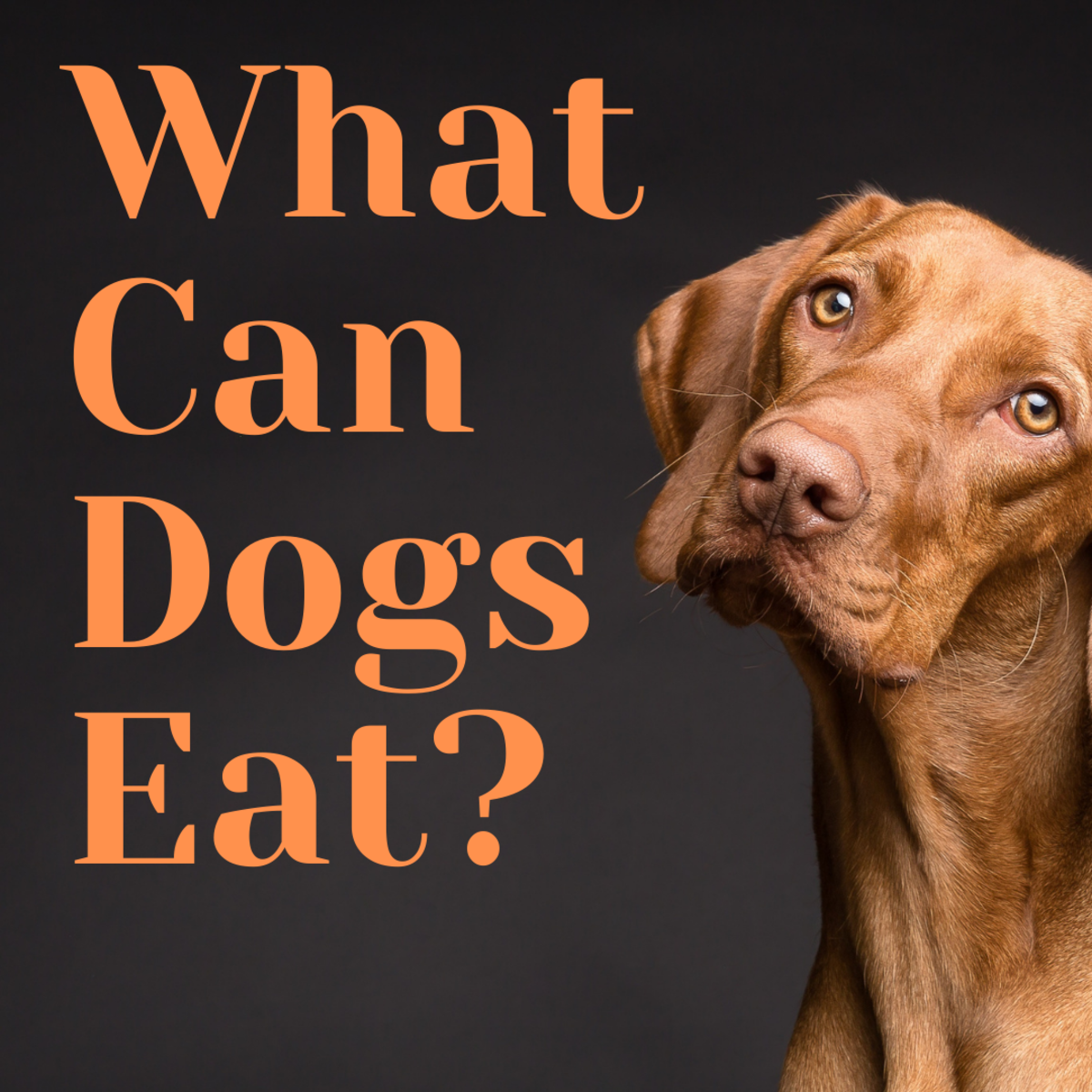 What Can Dogs Eat?