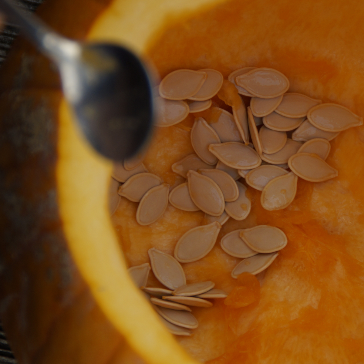 What Can Dogs Eat? PetHelpful