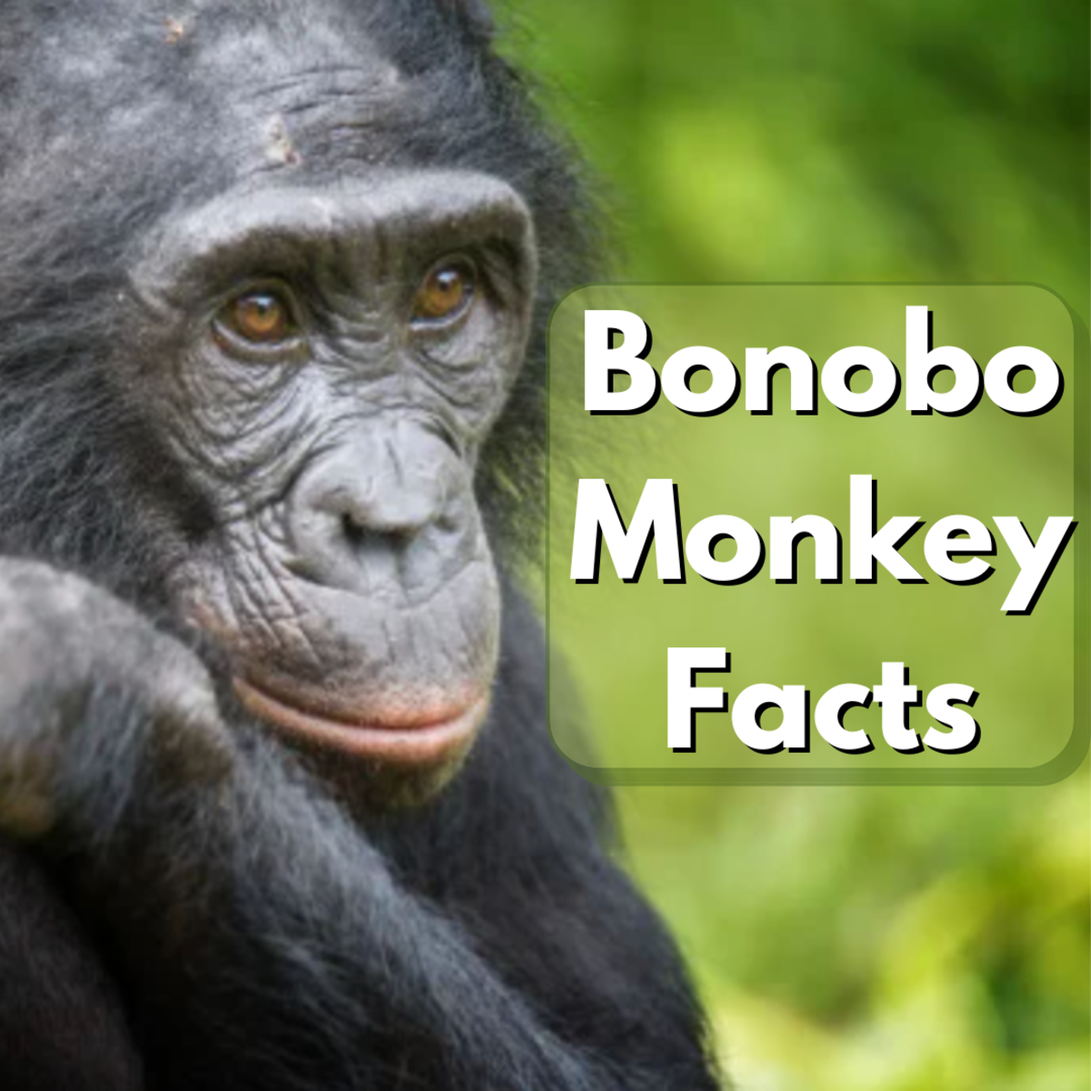 Read on to learn 5 facts about bonobo monkeys, the closest genetic relative to human beings.