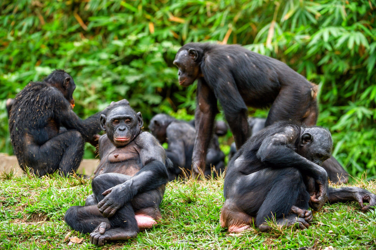bonobo-monkey