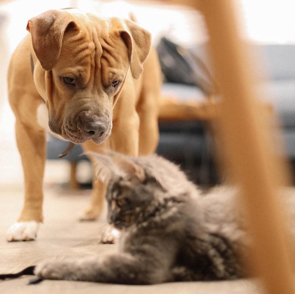 Q&A: Why Is My Dog Guarding My New Kitten From My Other Dog?