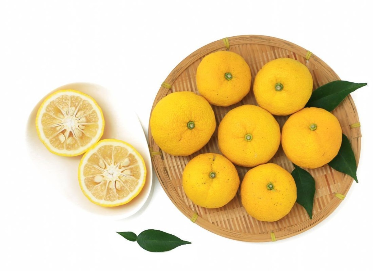 Discover the unique flavor and nutritional benefits of yuzu.