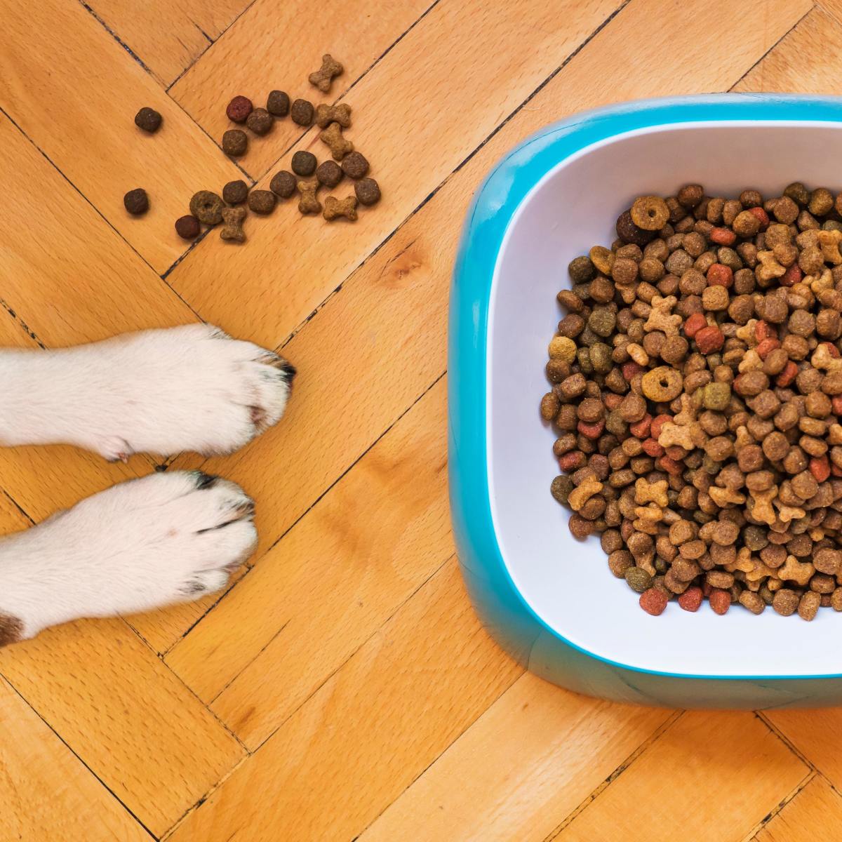 What can you do to encourage a picky dog to eat and stop them from acting out?