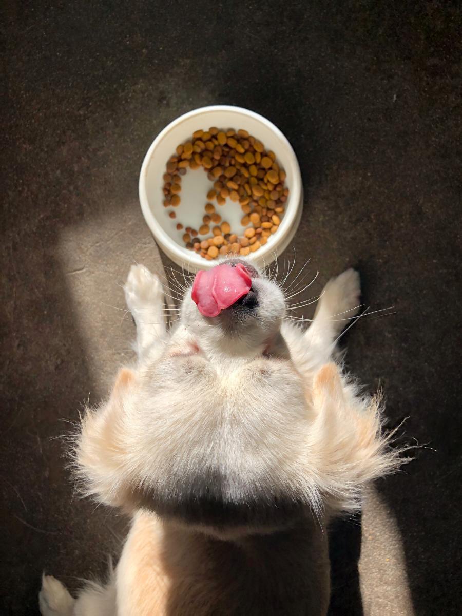 For dogs with IBD, certain common ingredients in dog and cat food can upset  their stomachs. 
