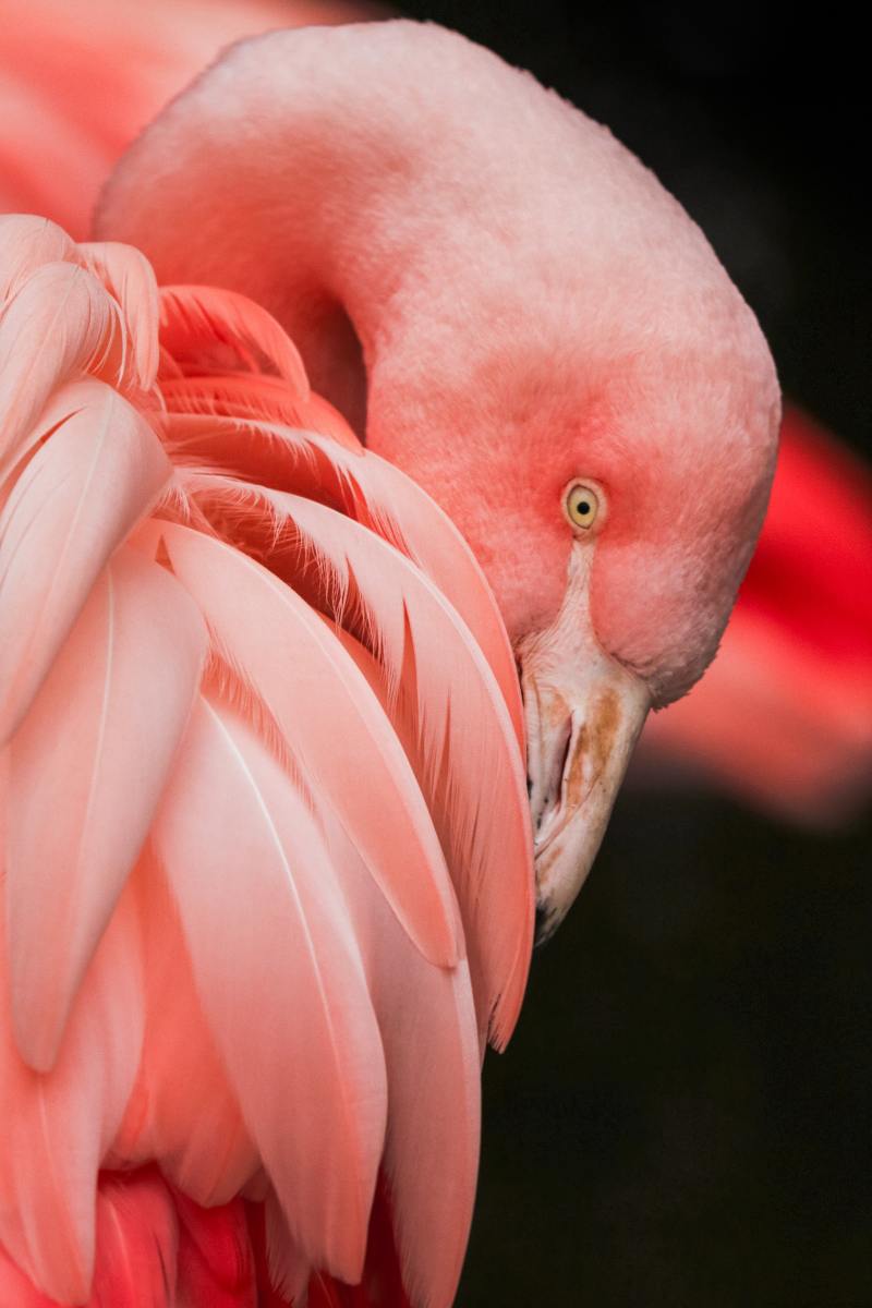 Flamingos can represent everything from bigger themes like grace, beauty, and protection to more references like summer, the tropics, and the U.S. state of Florida.