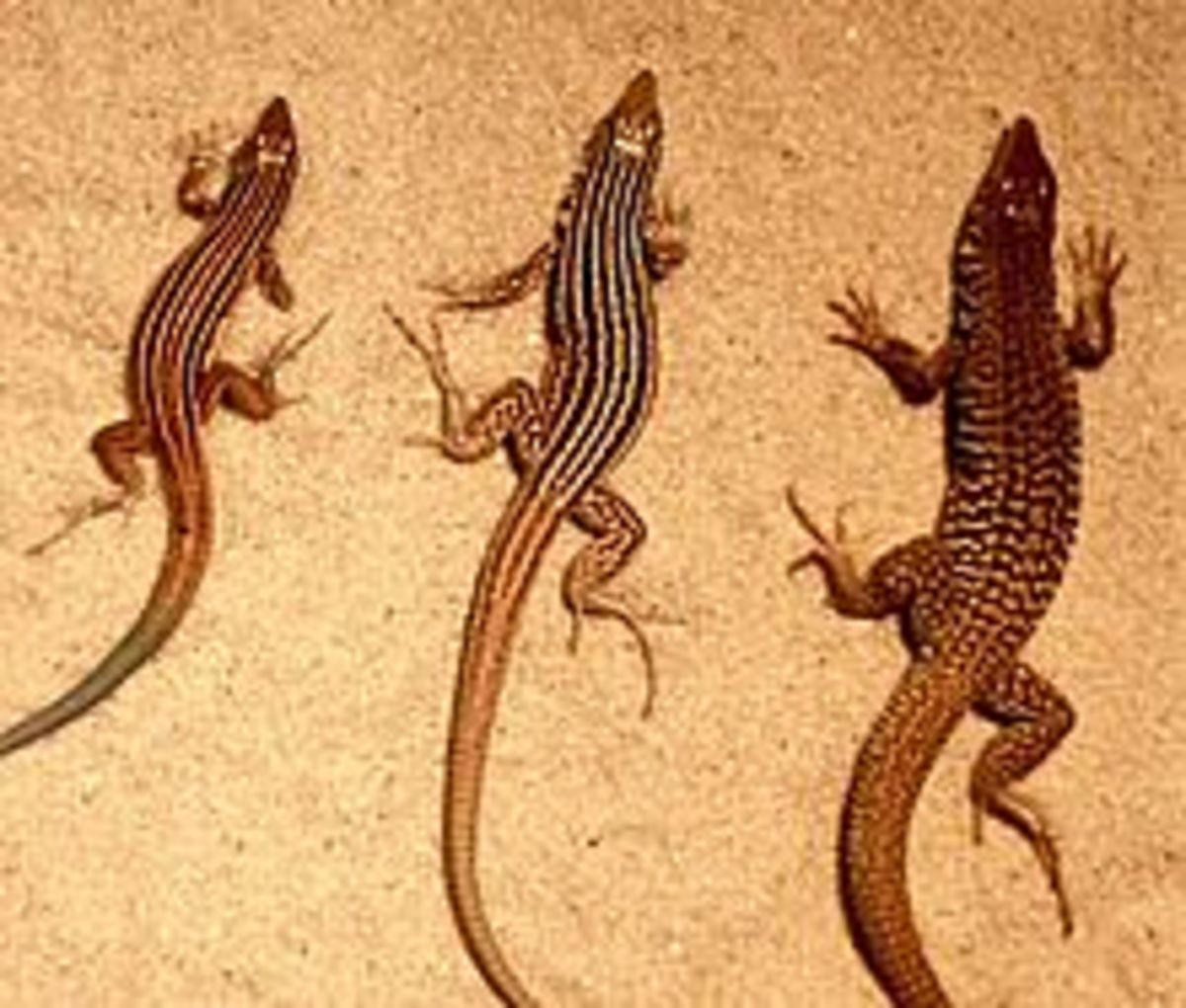 The New Mexico whiptail, or C. neomexicanus (middle).