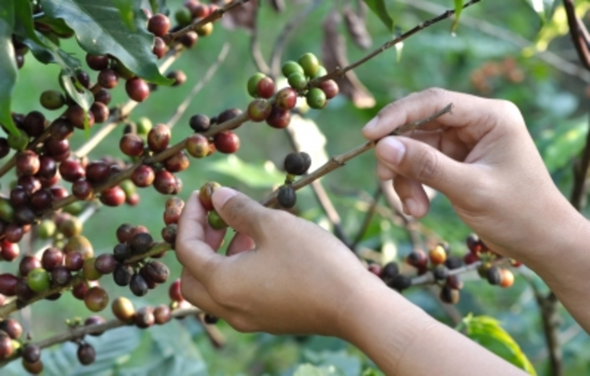 Supporting certified coffee helps protect plantation workers and the environment from toxic chemical pesticides.
