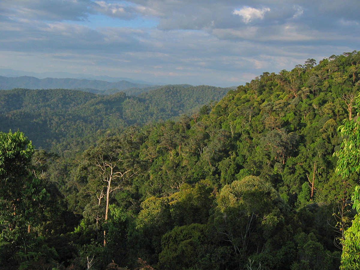 The Rainforest of Taman Negara National Park, Malaysia. We can help protect natural resources like tropical rainforests through the kind of coffee we drink.