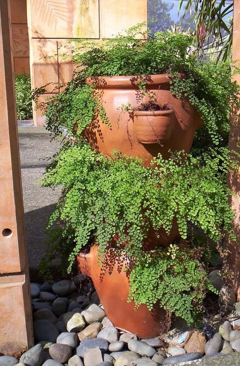 Maidenhair fern, a lovely plant to help you build a small version of the Hanging Gardens of Babylon.