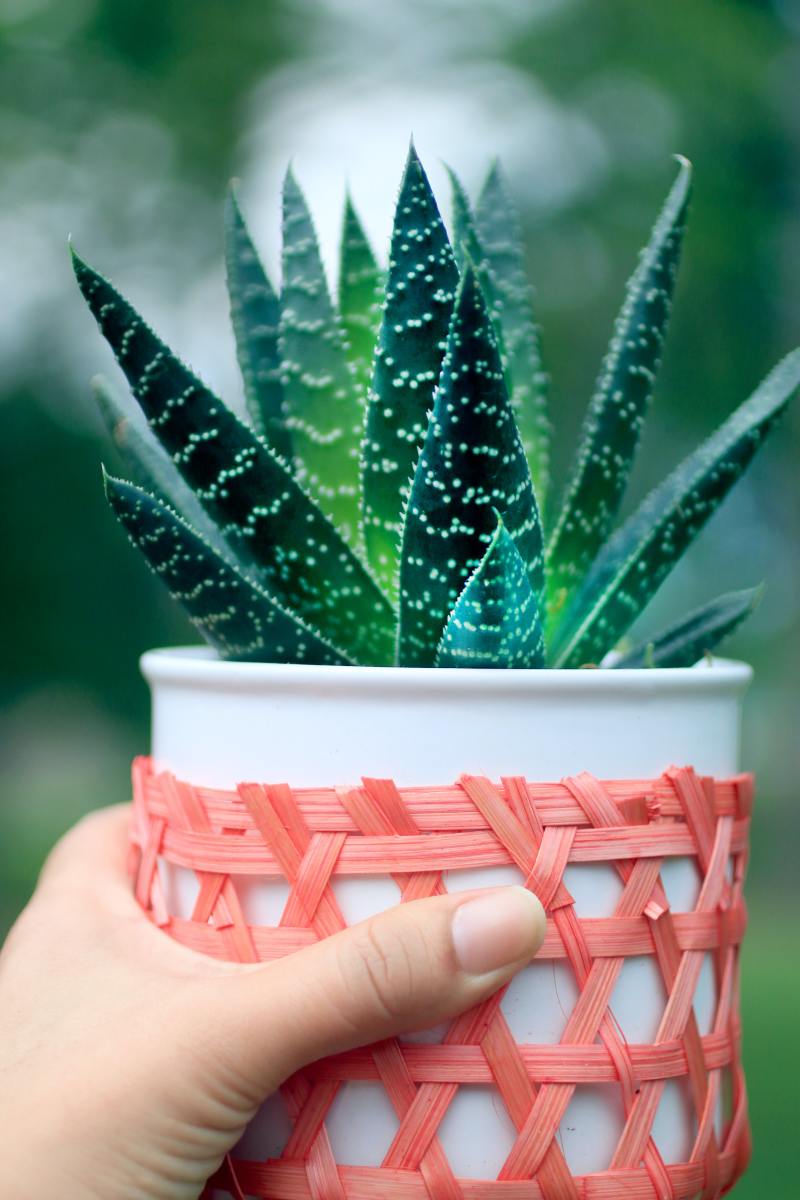 Aloe vera is safe for birds, but it can be toxic to other animals.