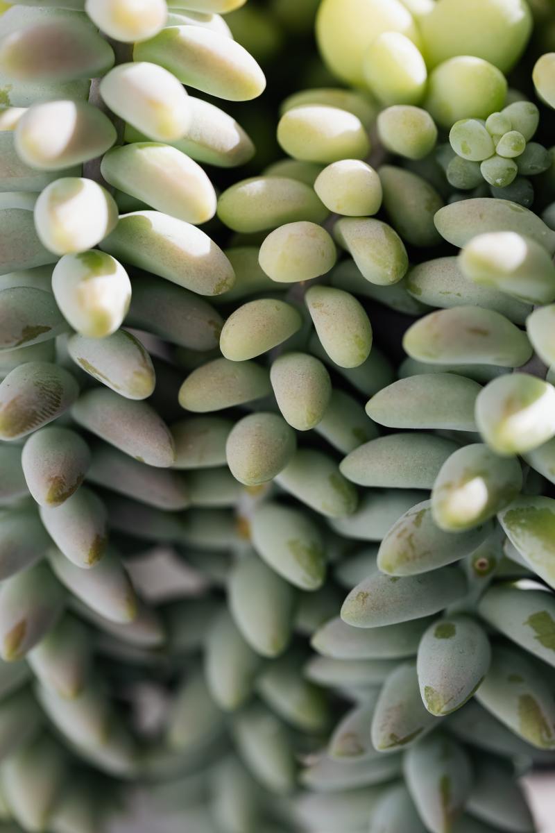 Burro's tail does well in arid climates. Don't overwater it! 