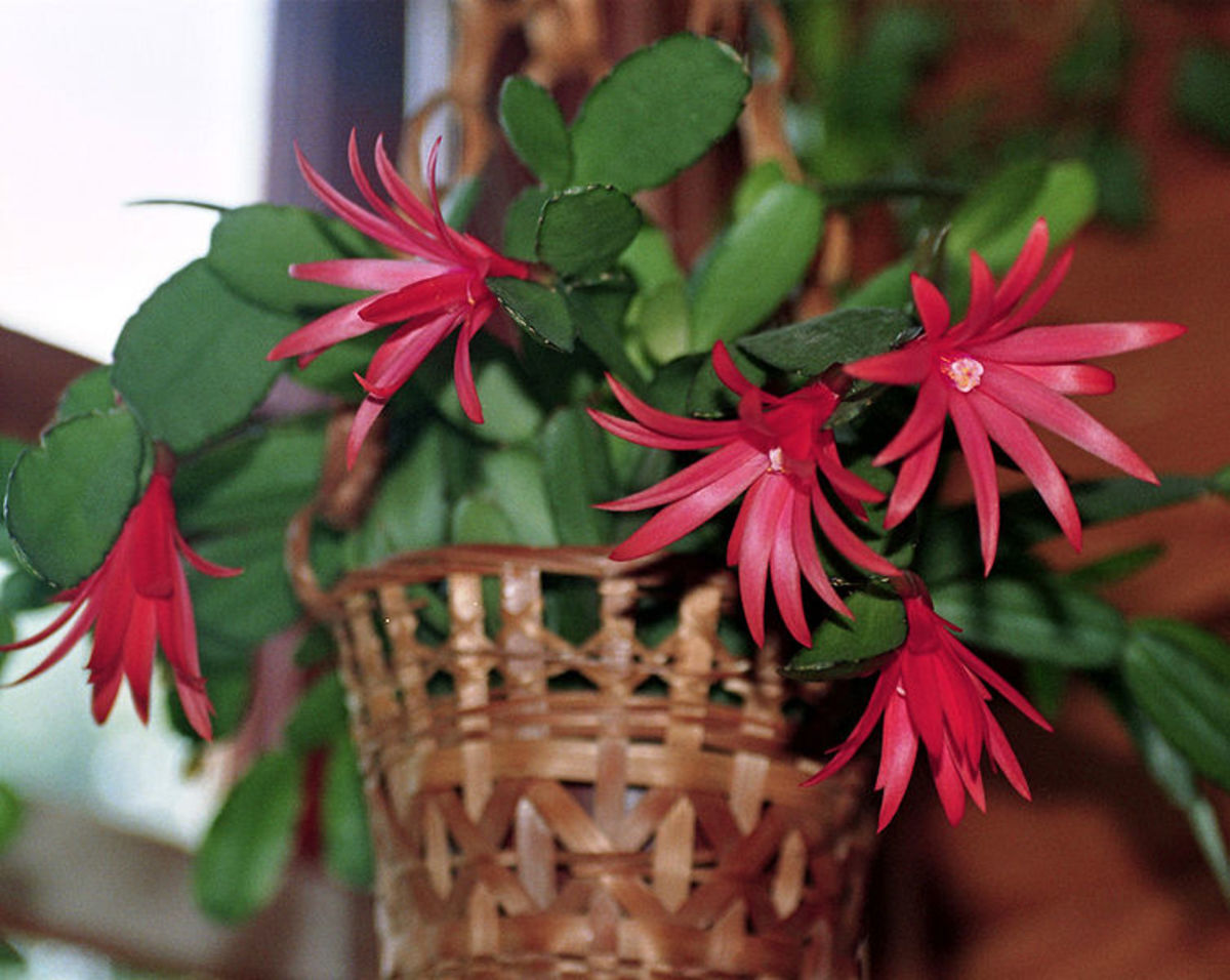 Hatiora gaertneri is also called Easter cactus. It thrives in cool places and is known for its gorgeous blooms.
