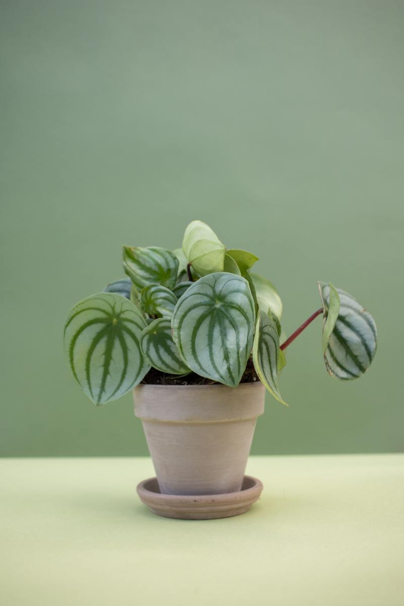 Peperomia has charming leaves. It looks like it belongs in a cottagecore home.